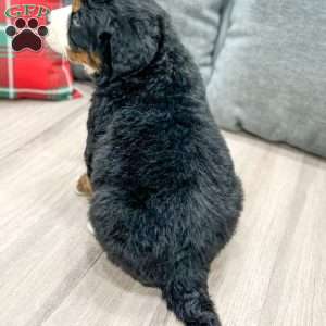 Boe, Bernese Mountain Dog Puppy