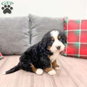 Boe, Bernese Mountain Dog Puppy