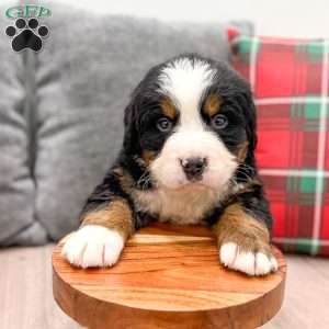 Boe, Bernese Mountain Dog Puppy