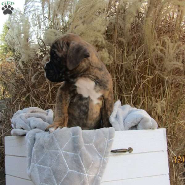 Ozzy, Boxer Puppy