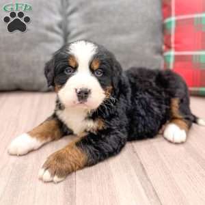 Boe, Bernese Mountain Dog Puppy