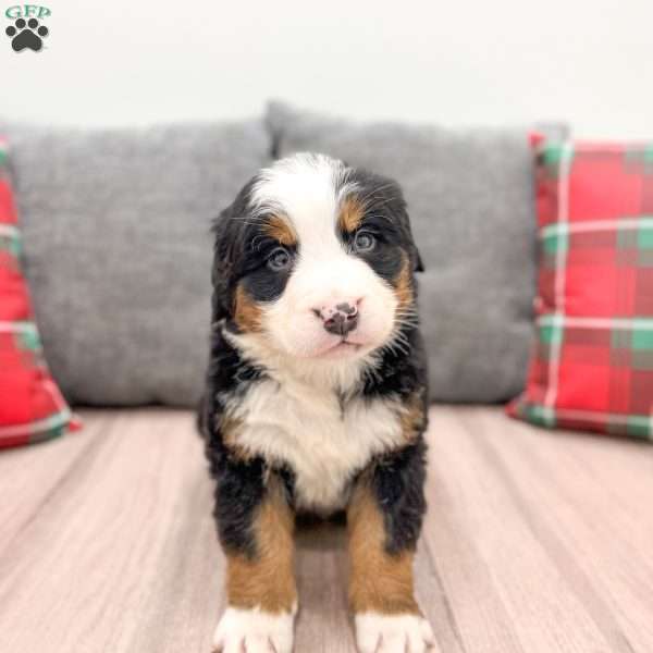 Silas, Bernese Mountain Dog Puppy