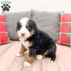 Silas, Bernese Mountain Dog Puppy