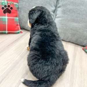 Silas, Bernese Mountain Dog Puppy