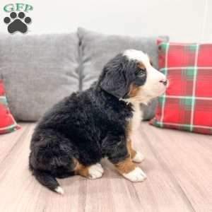 Silas, Bernese Mountain Dog Puppy