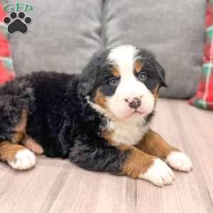 Silas, Bernese Mountain Dog Puppy