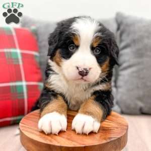 Silas, Bernese Mountain Dog Puppy