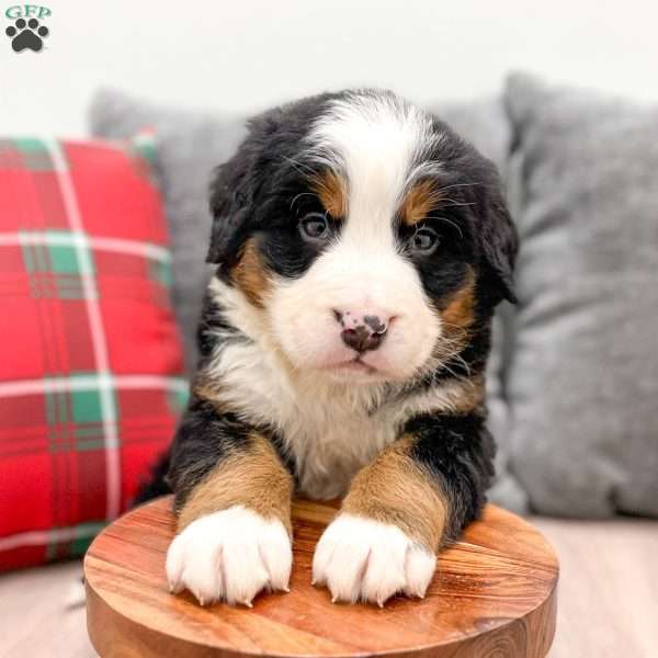 Silas, Bernese Mountain Dog Puppy