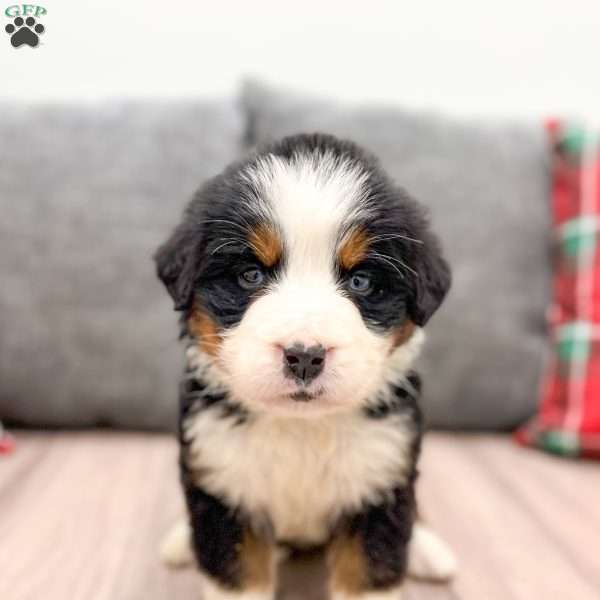 Kinsley, Bernese Mountain Dog Puppy