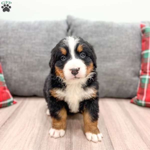 Oakley, Bernese Mountain Dog Puppy