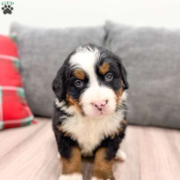 Walker, Bernese Mountain Dog Puppy