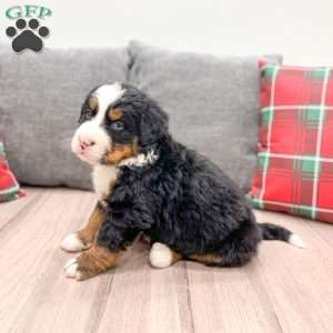 Walker, Bernese Mountain Dog Puppy