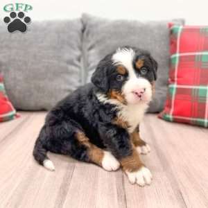 Walker, Bernese Mountain Dog Puppy