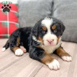 Walker, Bernese Mountain Dog Puppy