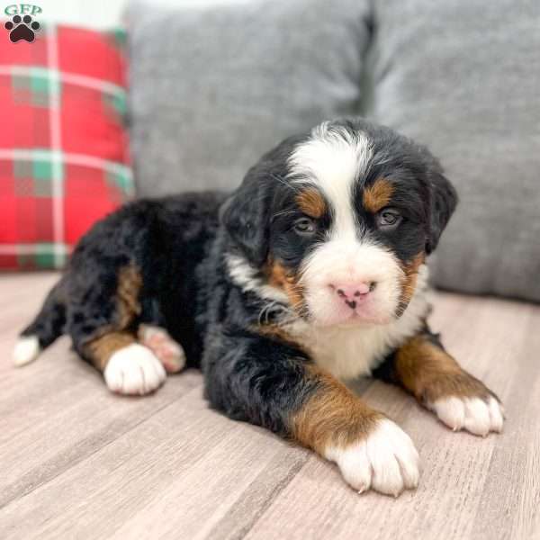 Walker, Bernese Mountain Dog Puppy