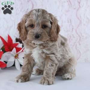 Gilbert, Cockapoo Puppy