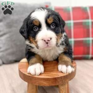 Walker, Bernese Mountain Dog Puppy