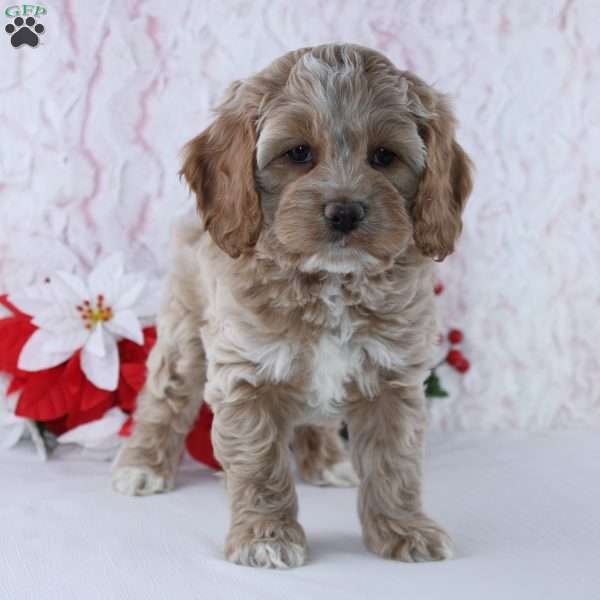 Gilbert, Cockapoo Puppy