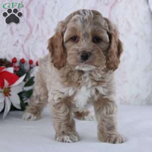 Gilbert, Cockapoo Puppy