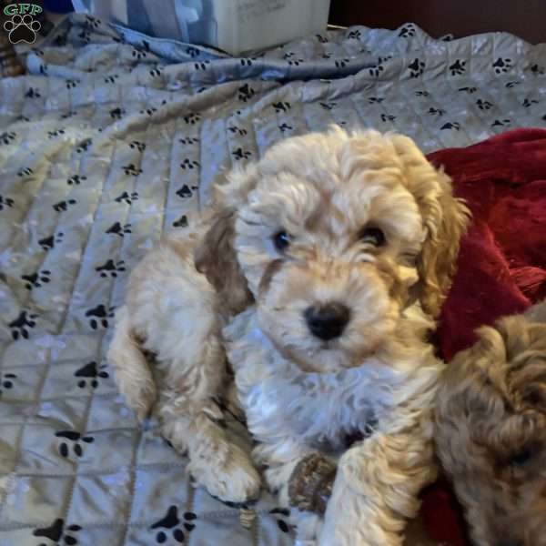 Nutmeg, Mini Labradoodle Puppy