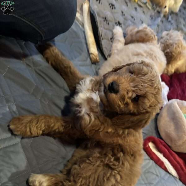 Allie, Mini Labradoodle Puppy