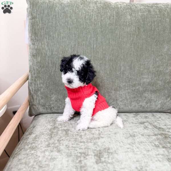 Woody, Toy Poodle Puppy