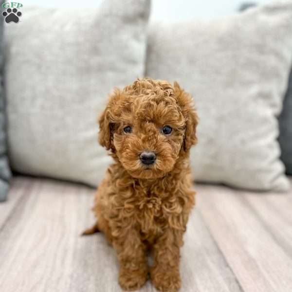 Lola, Mini Goldendoodle Puppy