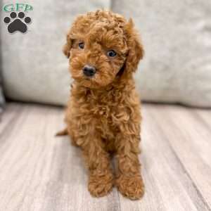 Lola, Mini Goldendoodle Puppy