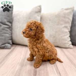 Lola, Mini Goldendoodle Puppy