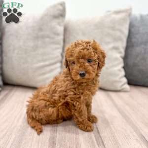 Lola, Mini Goldendoodle Puppy