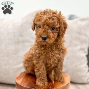 Lola, Mini Goldendoodle Puppy