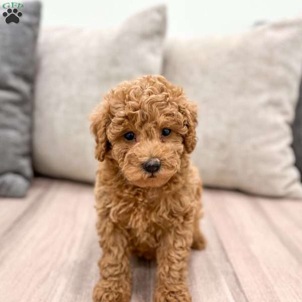 Avery, Mini Goldendoodle Puppy