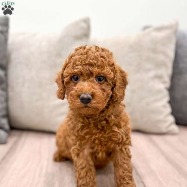 Reid, Mini Goldendoodle Puppy