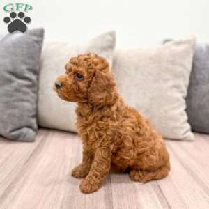 Reid, Mini Goldendoodle Puppy