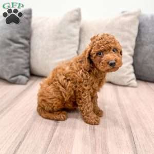 Reid, Mini Goldendoodle Puppy