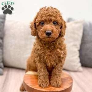 Reid, Mini Goldendoodle Puppy