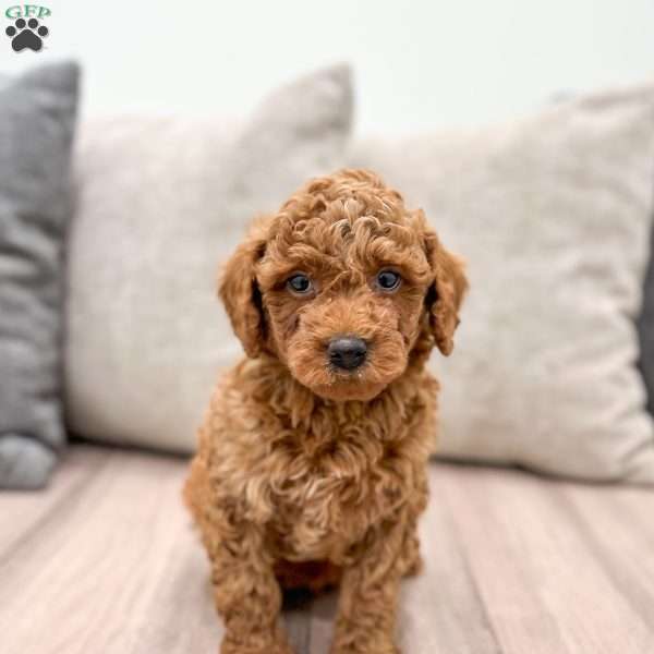 Asher, Mini Goldendoodle Puppy