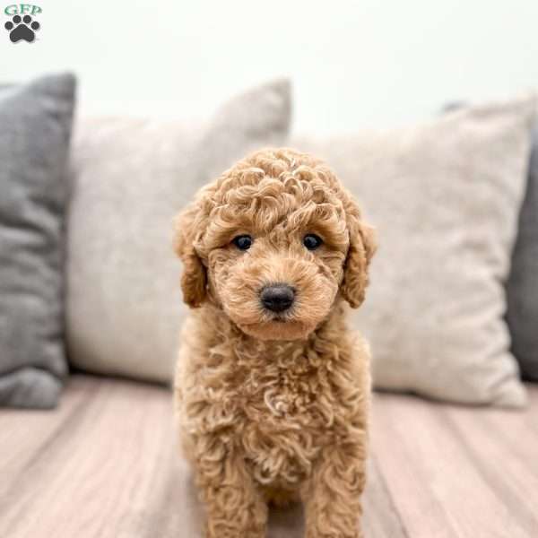 Jasper, Mini Goldendoodle Puppy