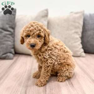 Jasper, Mini Goldendoodle Puppy