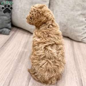 Jasper, Mini Goldendoodle Puppy