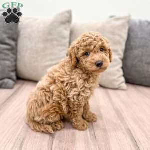 Jasper, Mini Goldendoodle Puppy