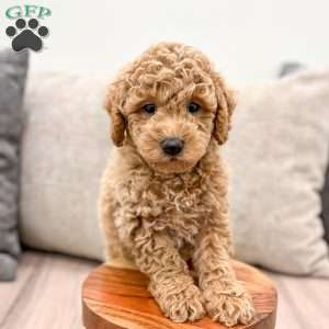 Jasper, Mini Goldendoodle Puppy