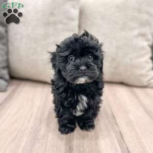 Leti, Shih-Poo Puppy