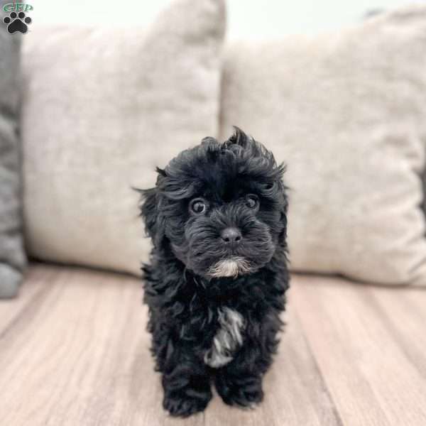 Leti, Shih-Poo Puppy