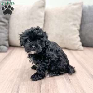 Leti, Shih-Poo Puppy