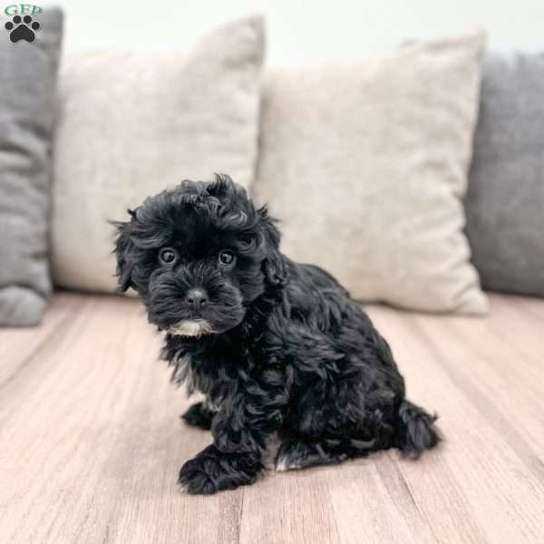 Leti, Shih-Poo Puppy