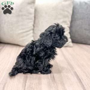 Leti, Shih-Poo Puppy