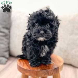 Leti, Shih-Poo Puppy