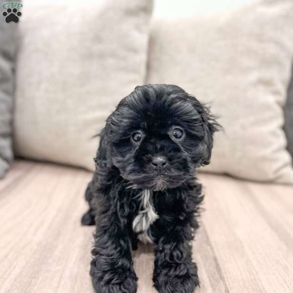 Alfie, Shih-Poo Puppy