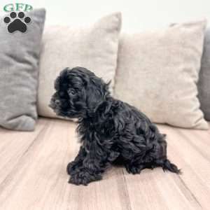 Alfie, Shih-Poo Puppy